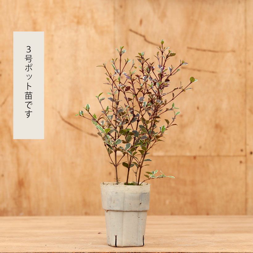 耐寒性－5℃！ロフォミルタス・マジックドラゴン【10月販売】商品