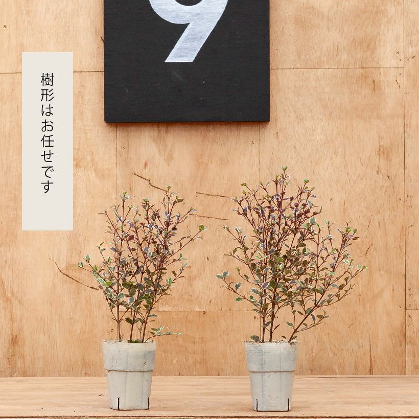 耐寒性-5℃!ロフォミルタス・マジックドラゴン【10月販売】商品 耐寒性-5℃!ロフォミルタス・マジックドラゴン【10月販売】商品