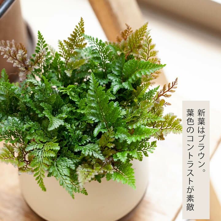 トキワシノブ（育て方ガイド付き）盆栽風にもアレンジできる観葉植物
