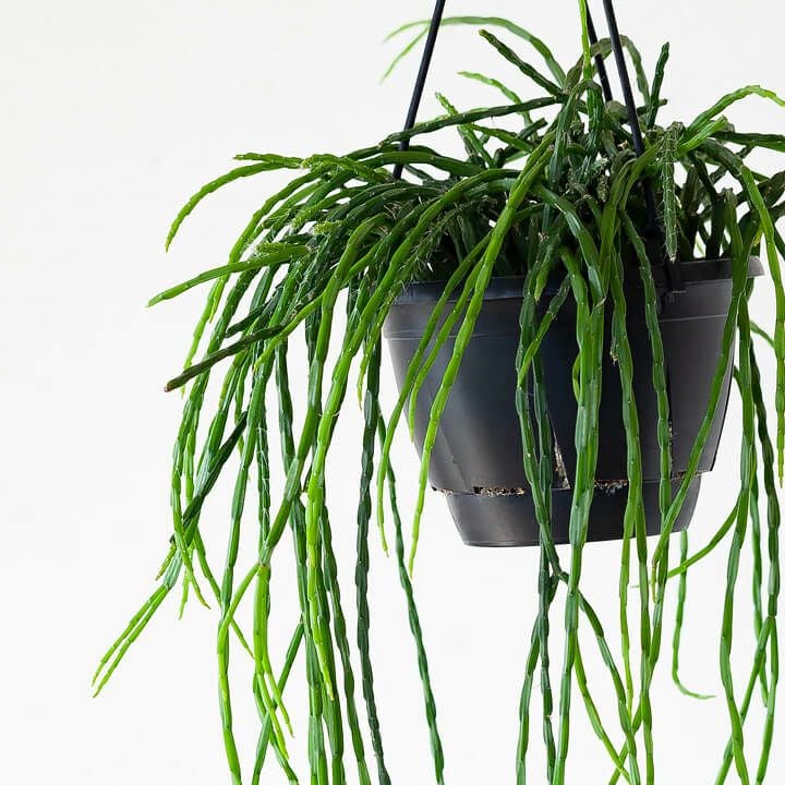 リプサリス・パラドクサ（多肉植物）育て方付き｜e-花屋さん