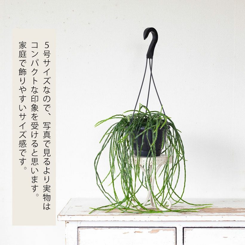 リプサリス・パラドクサ（多肉植物）育て方付き｜e-花屋さん