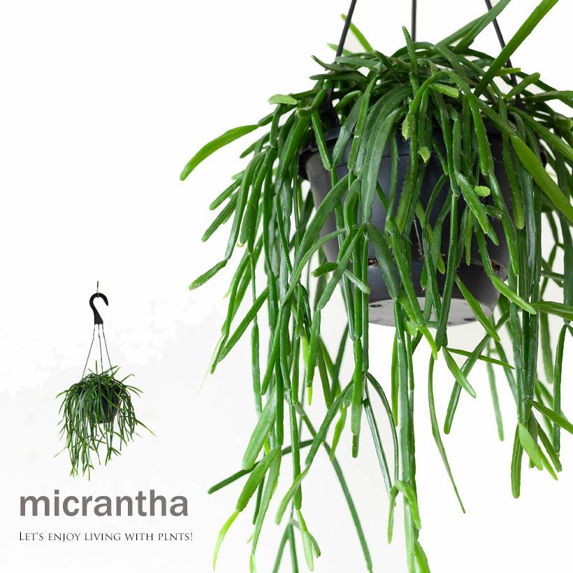 000000004623-01.jpg?size=l&w=