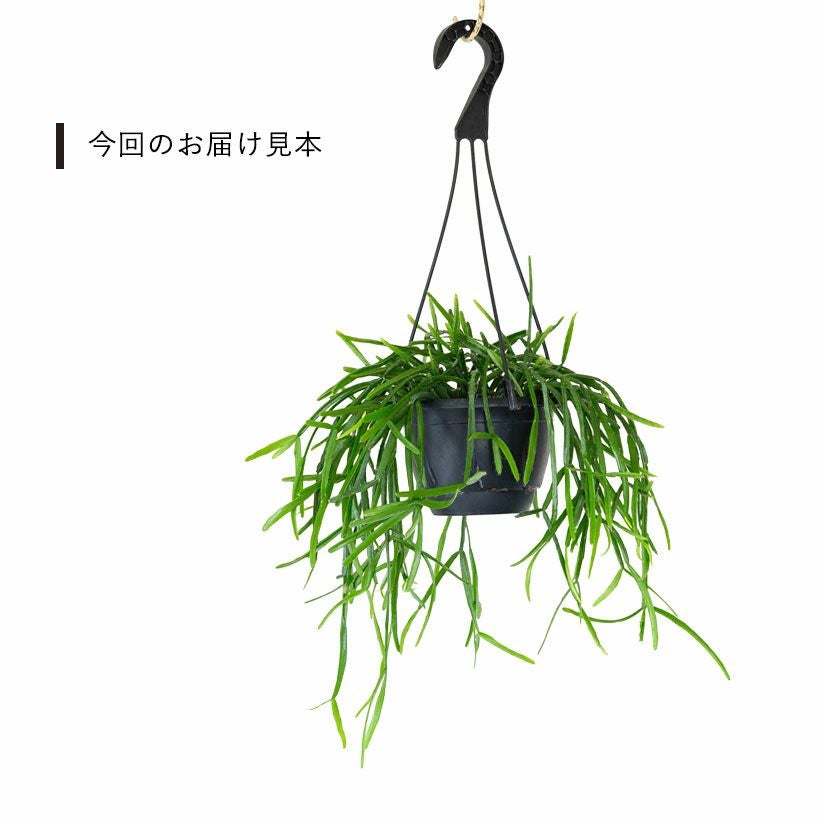 リプサリス・ミクランサ｜葉が硬くかっこいい品種 [公式] e-花屋さん