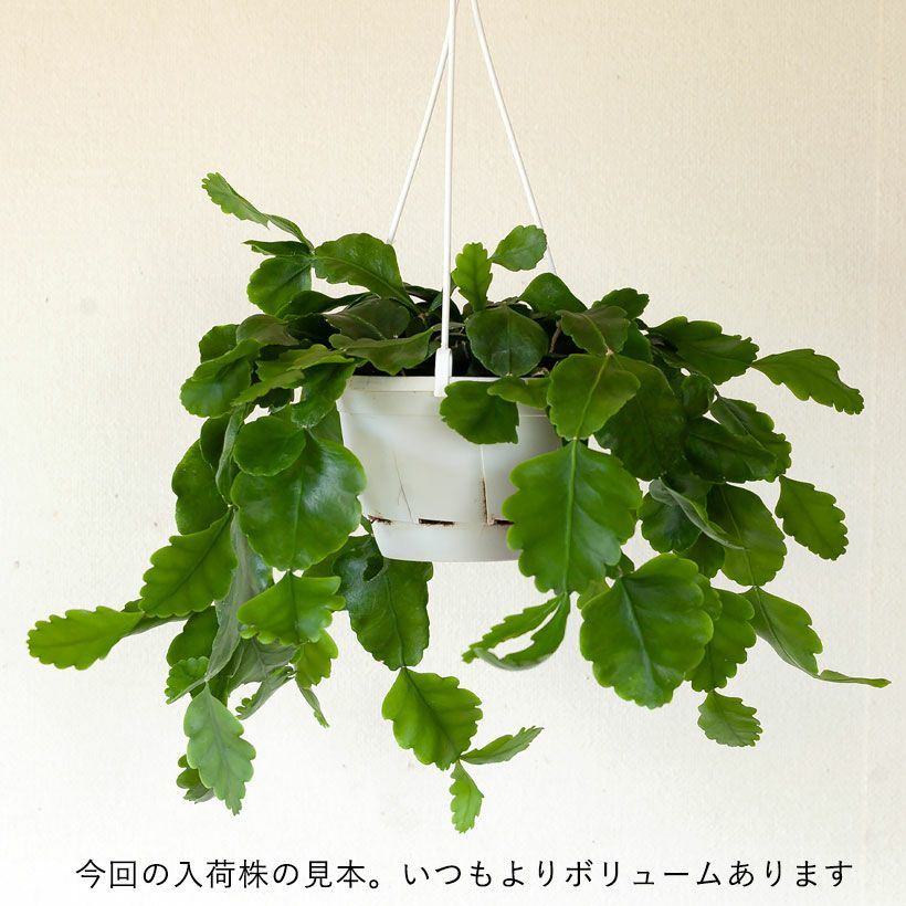 レア品種です！リプサリス・ゴーベリアナ吊り下げ鉢（育て方ガイド付き）