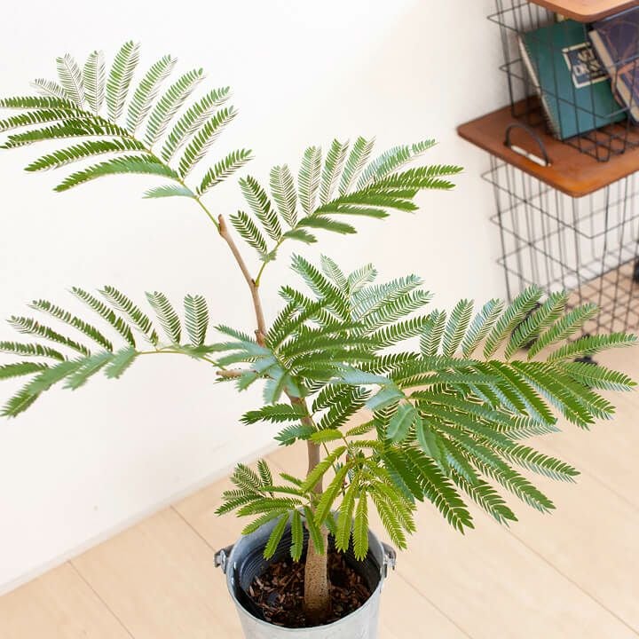 ネムノキエバーフレッシュ｜ひょろひょろ嫌！幹を太くした5号苗e花屋