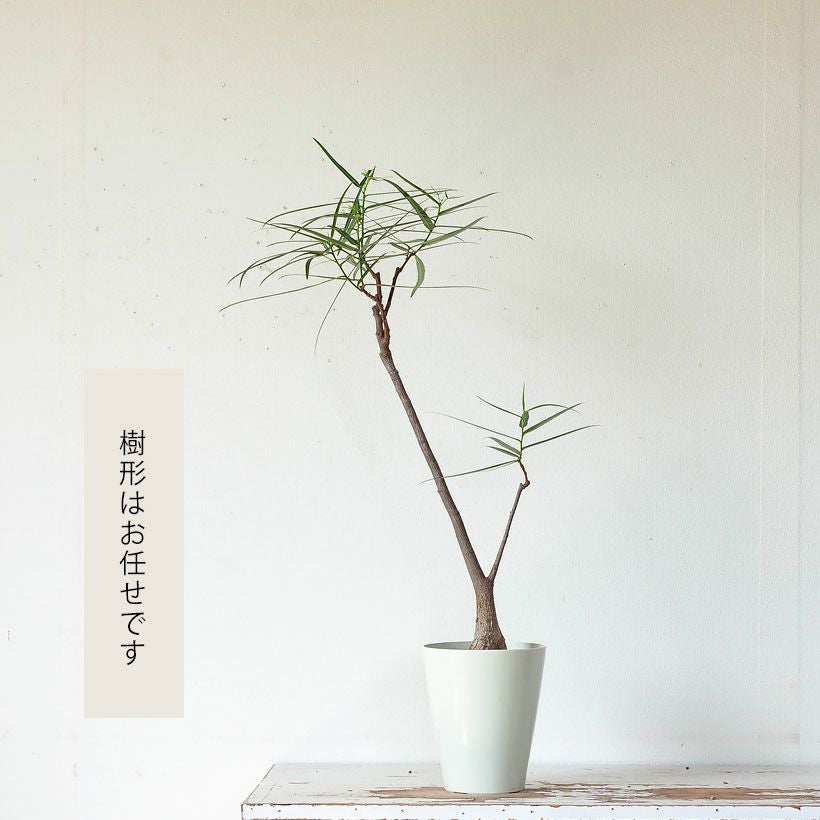 ボトルツリー（ブラキチトン）育て方付き！太った幹が面白い｜e-花屋さん