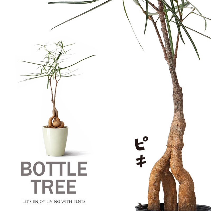ブラキキトン ボトルツリー