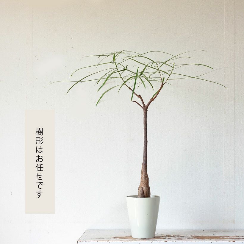 ボトルツリー（ブラキチトン）育て方付き！太った幹が面白い｜e-花屋さん
