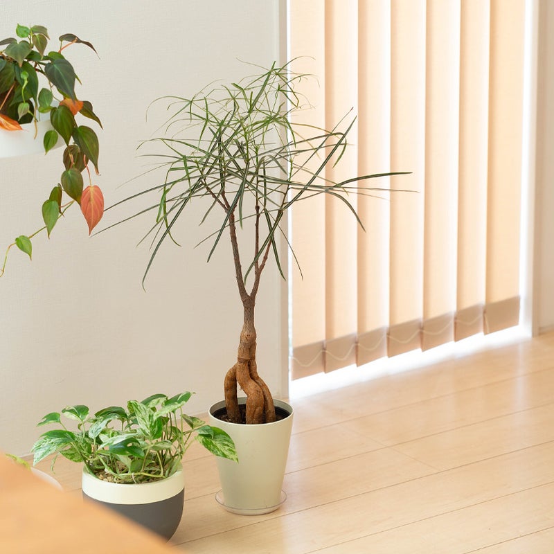 もみ殻鉢に植え替え