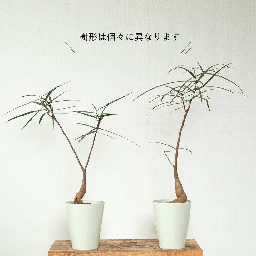 ボトルツリー（ブラキチトン）育て方付き！太った幹が面白い｜e-花屋さん