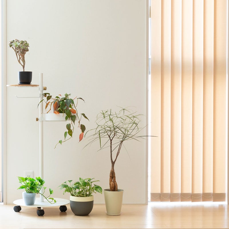 もみ殻鉢に植え替え