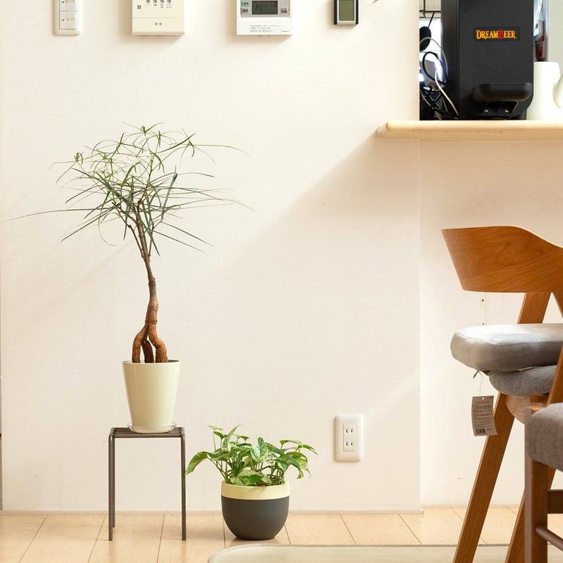 ブラキチトン・スペストリス植替え例