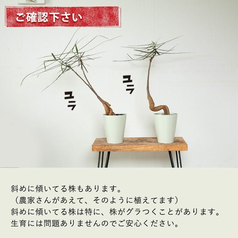 ボトルツリー（ブラキチトン）育て方付き！太った幹が面白い｜e-花屋さん