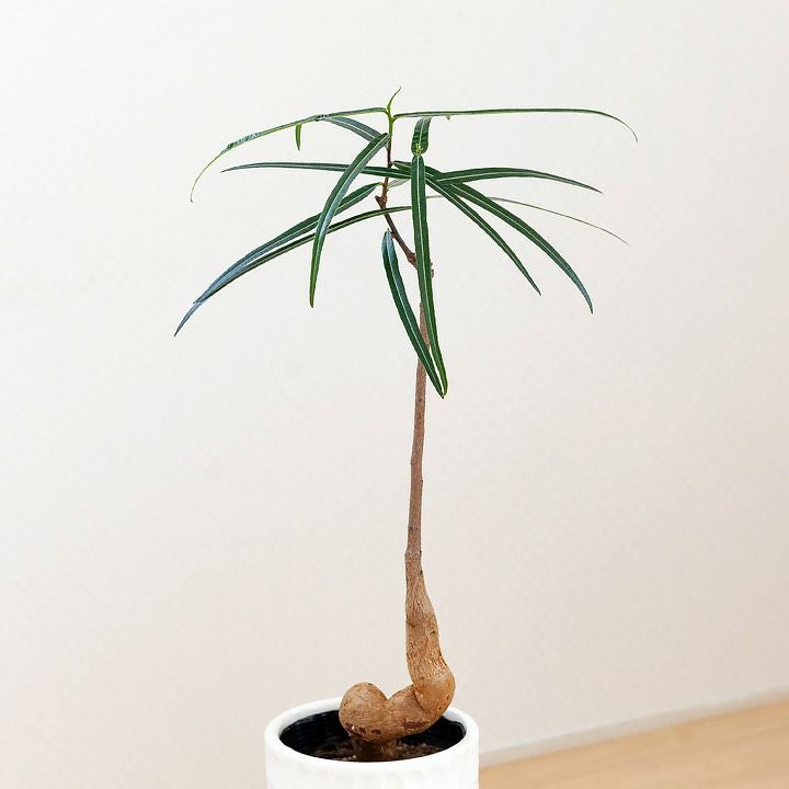 ボトルツリー（ブラキチトン）育て方付き！太った幹が面白い｜e-花屋さん