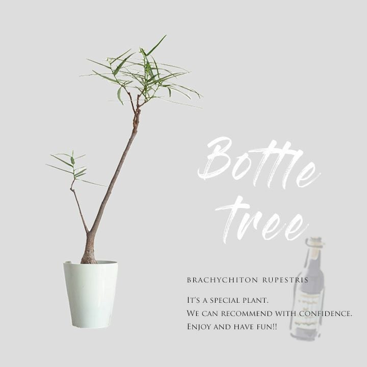 ボトルツリー（ブラキチトン）育て方付き！太った幹が面白い｜e-花屋さん