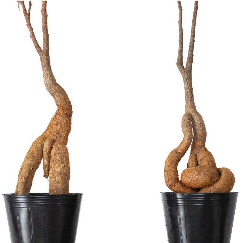 （相談中）観葉植物  ボトルツリー ボトルツリー 【観葉植物 4号／1個売り】｜ 【植物のITANSE
