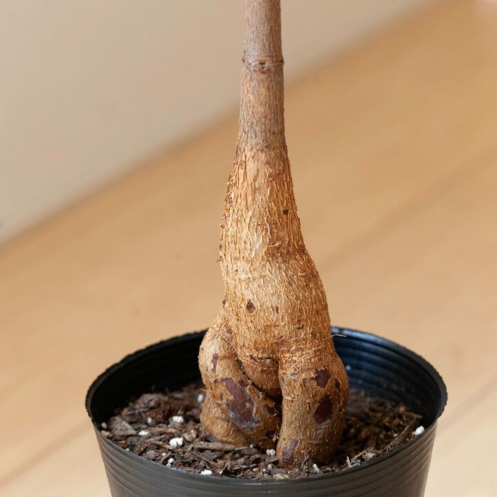 ボトルツリー（ブラキチトン）育て方付き！太った幹が面白い｜e-花屋さん