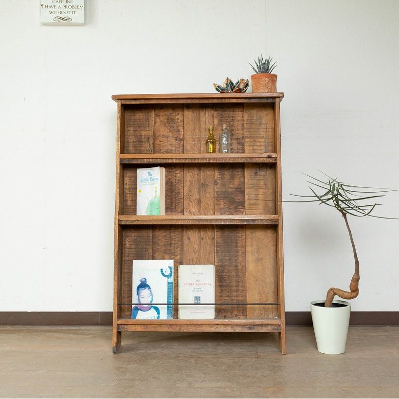 ボトルツリー（ブラキチトン）育て方付き！太った幹が面白い｜e-花屋さん