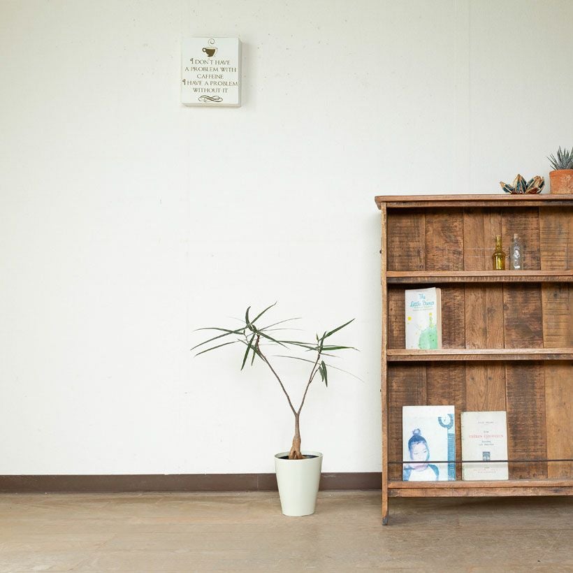 ボトルツリー（ブラキチトン）育て方付き！太った幹が面白い｜e-花屋さん