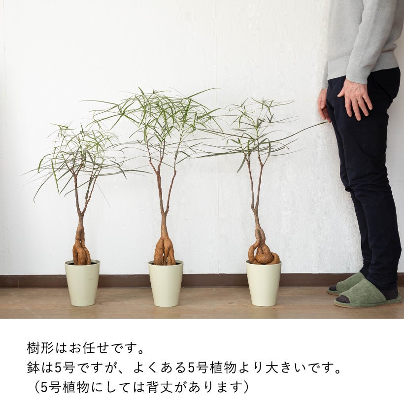 ボトルツリー（ブラキチトン）育て方付き！太った幹が面白い｜e-花屋さん