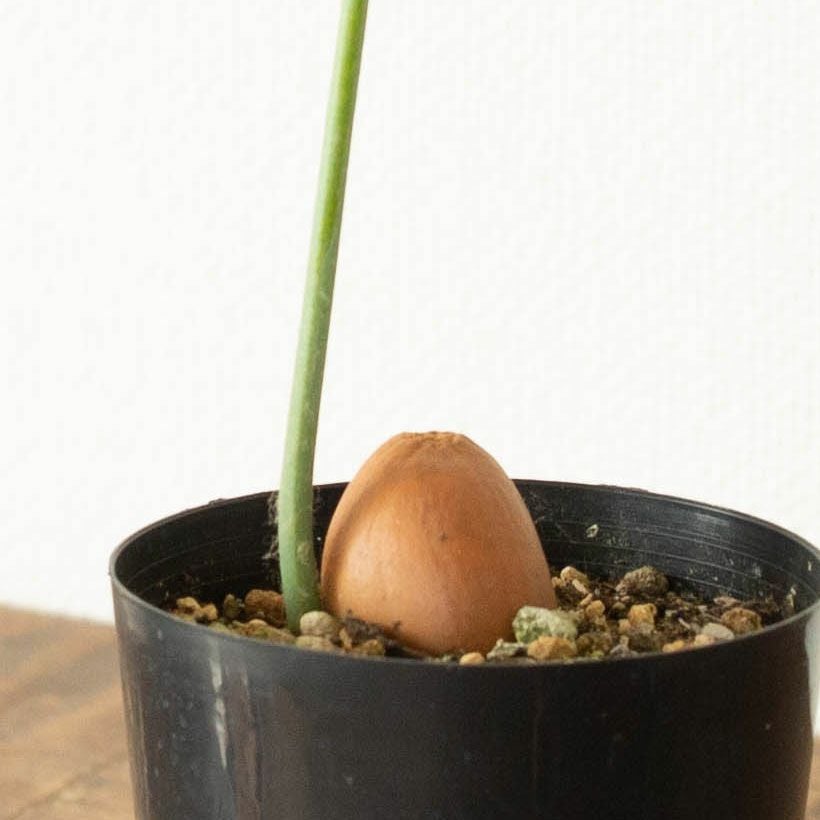 000000004689-02.jpg?size=l&w=