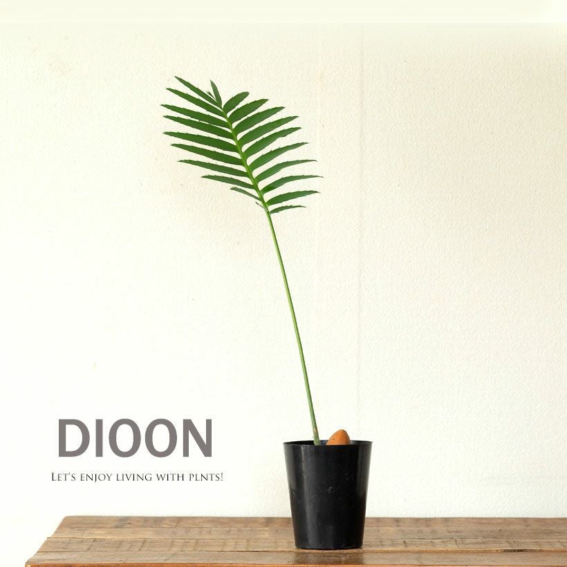 ディオーンスピヌロスム ディオーンスピヌロスム（メキシコソテツ）育て方付き｜耐寒性があり丈夫