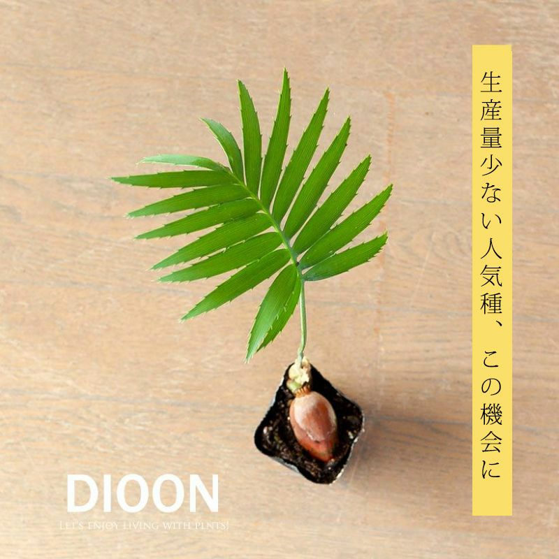 ディオーンスピヌロスム（メキシコソテツ）育て方付き｜耐寒性があり丈夫