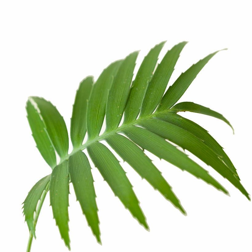 ディオーンスピヌロスム（メキシコソテツ）育て方付き｜耐寒性があり丈夫