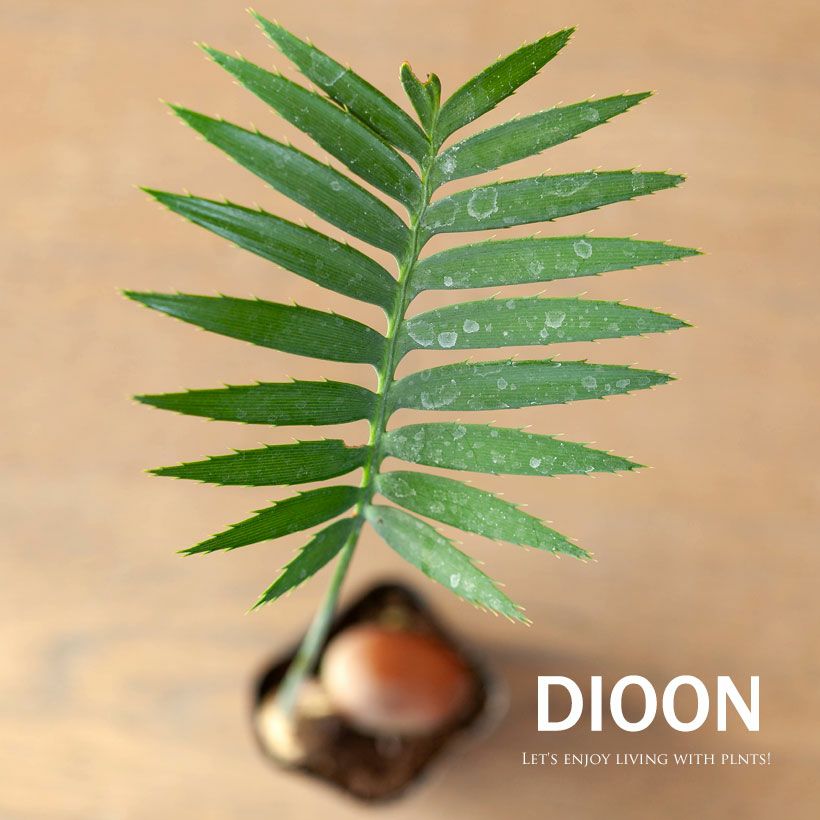 ディオーンスピヌロスム（メキシコソテツ）育て方付き｜耐寒性があり丈夫