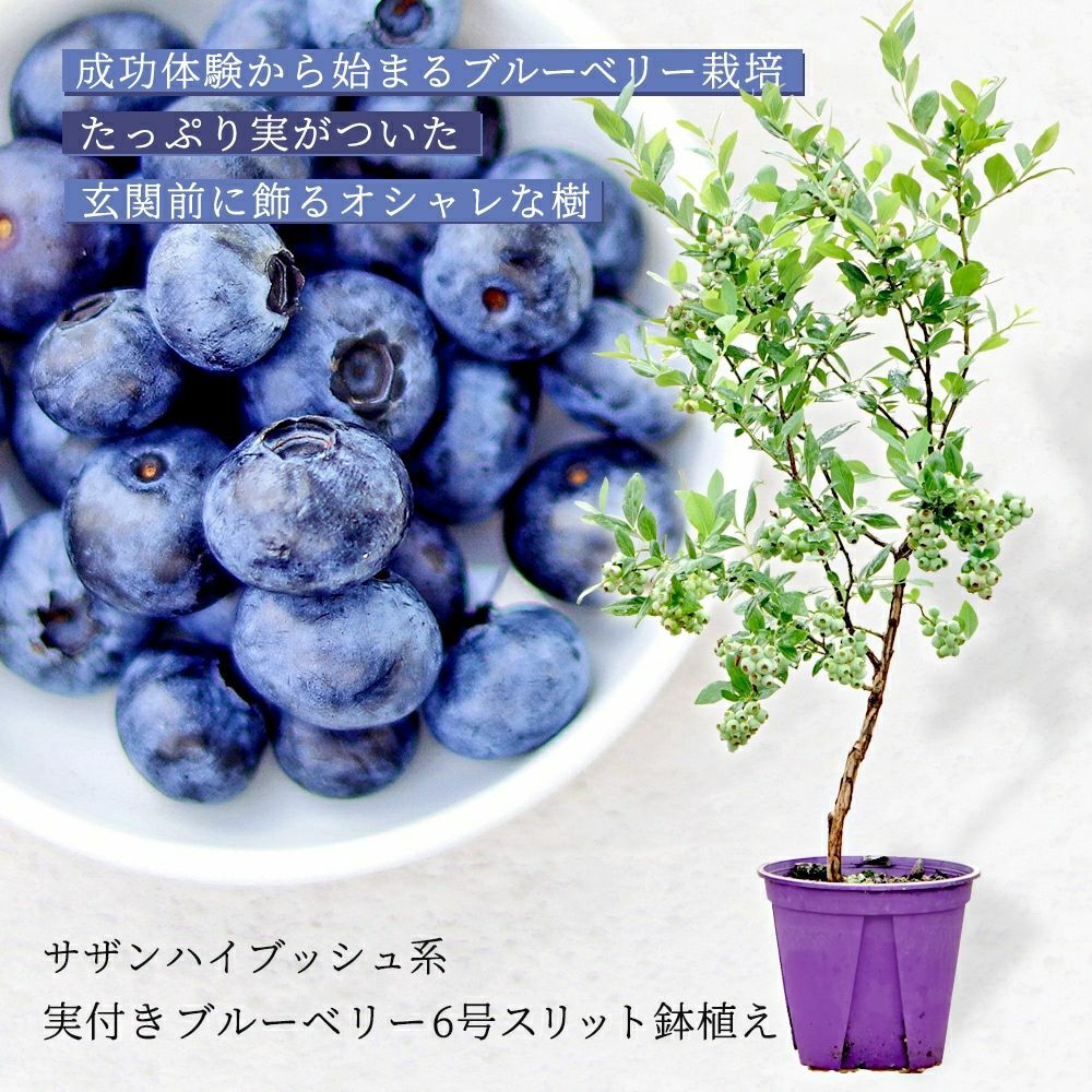 ブルーベリーの「植え替えSET」※ブルーベリーは商品には含まれません