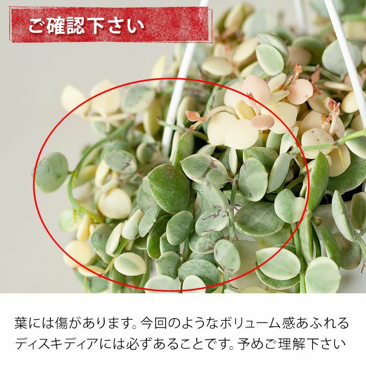 ディスキディア・ヌンムラリア（斑入り） | [公式]e-花屋さん