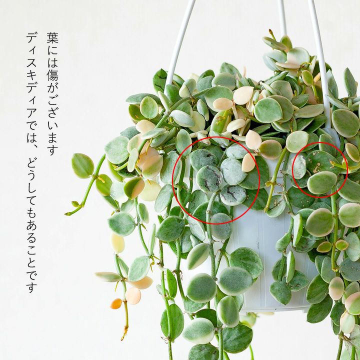 ディスキディア・ヌンムラリア（斑入り） | [公式]e-花屋さん