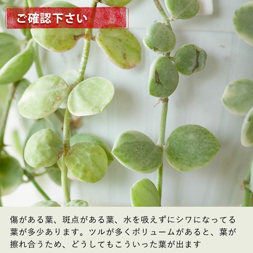 ディスキディア・ヌンムラリア（斑入り） | [公式]e-花屋さん
