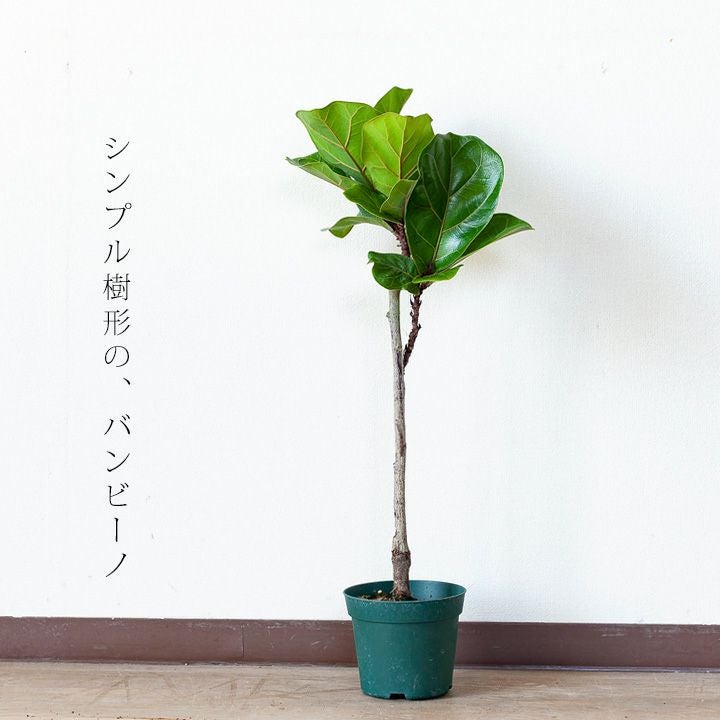 カシワバゴムの木 バンビーノ｜成長が遅く大きくなりにくい人気種