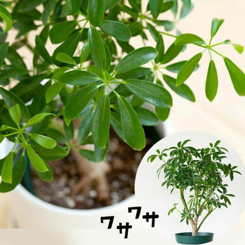 000000004866-01.jpg?size=l&w=