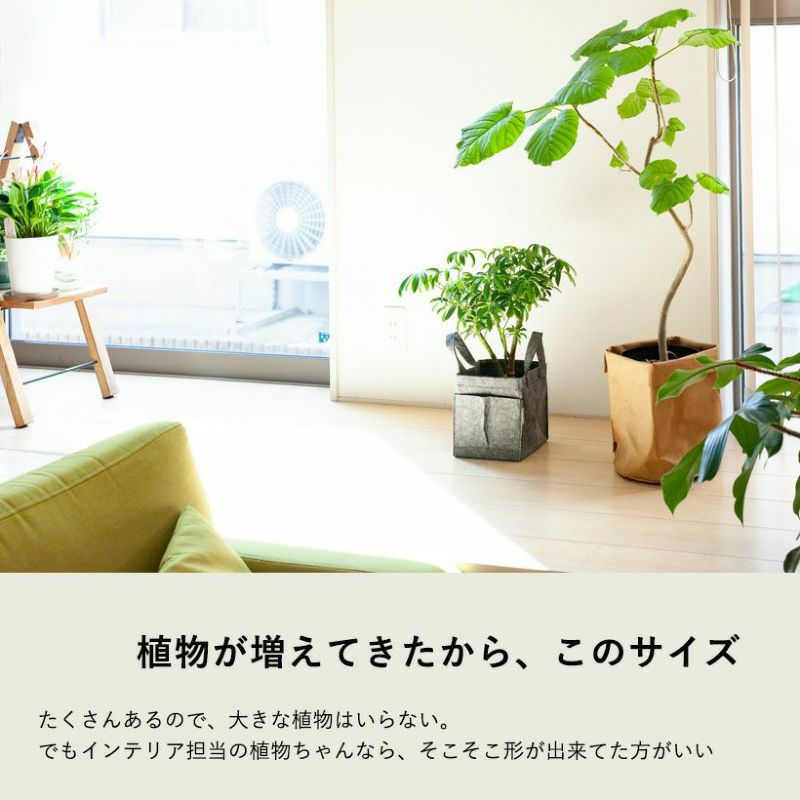 シェフレラコンパクタ｜成長遅く節間詰まる特徴：カポックの仲間