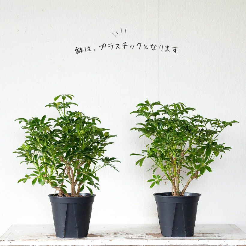 シェフレラコンパクタ｜成長遅く節間詰まる特徴：カポックの仲間