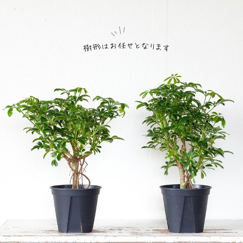 シェフレラコンパクタ② ♻️リユース観葉植物 シェフレラ・観葉植物・おしゃれ・シェフレラ・コンパクタ5号サイズで2
