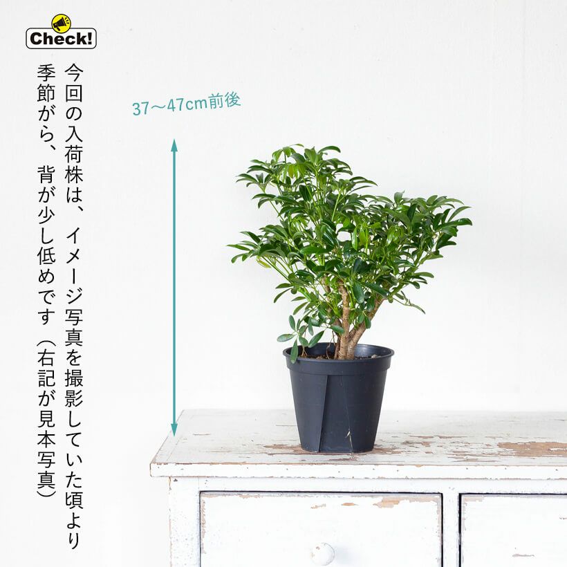 シェフレラコンパクタ｜成長遅く節間詰まる特徴：カポックの仲間