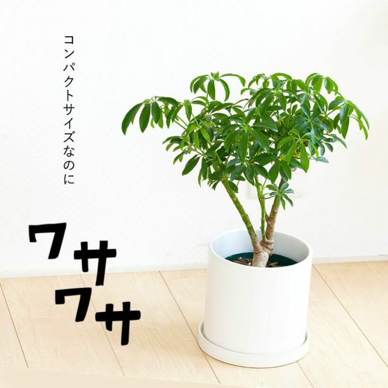 シェフレラコンパクタ｜成長遅く節間詰まる特徴：カポックの仲間