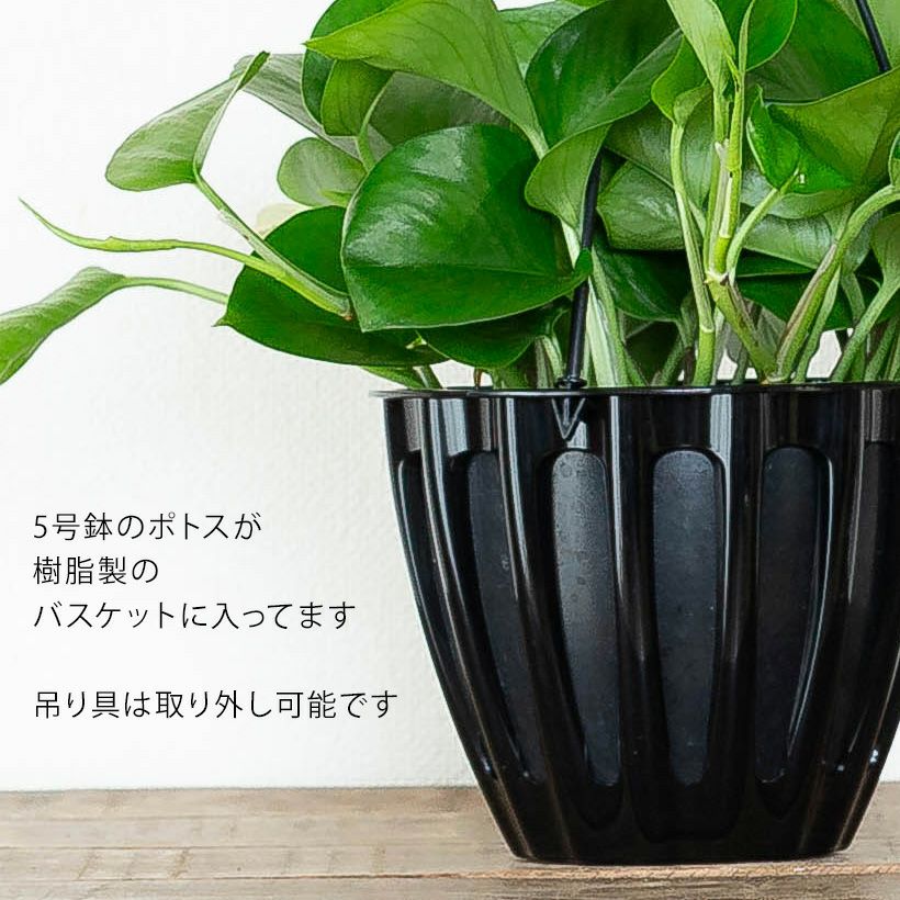ポトス＋鉄製フラワーポット付き　吊り鉢 ポトスパーフェクトグリーン｜生育旺盛、増やす楽しみ。育て方付き