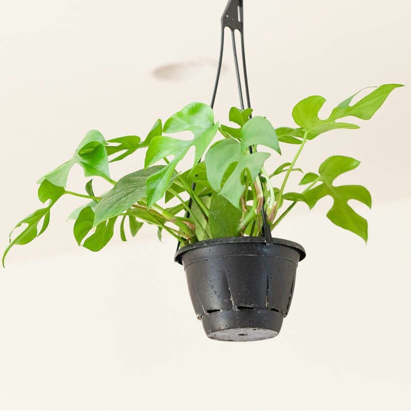 ラフィドフォラ・テトラスペルマ（姫モンステラ）吊り下げ鉢e-花屋さん