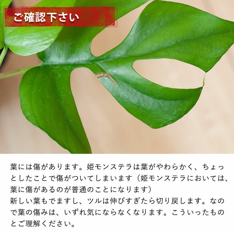 ラフィドフォラ・テトラスペルマ（姫モンステラ）吊り下げ鉢e-花屋さん