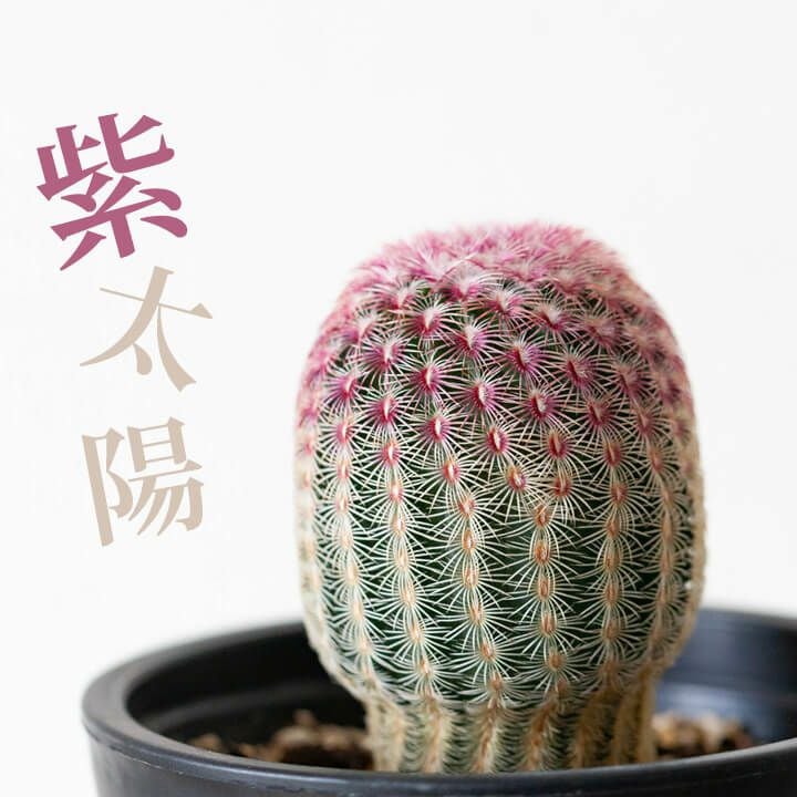 サボテン紫太陽（エキノケレウス属）育て方付き｜予約可！e-花屋さん