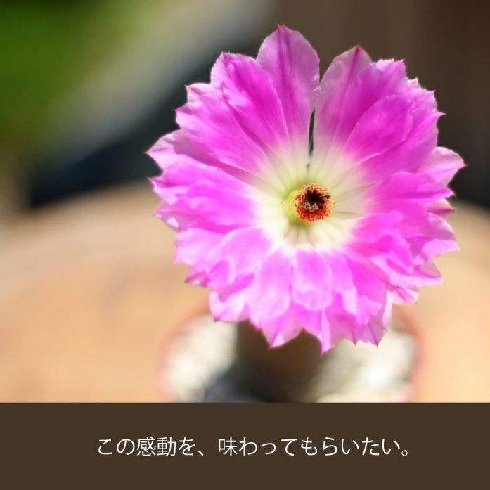 サボテン紫太陽（エキノケレウス属）育て方付き｜予約可！e-花屋さん