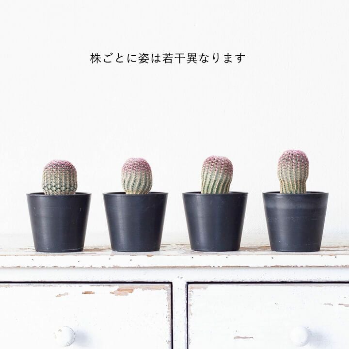 サボテン紫太陽（エキノケレウス属）育て方付き｜予約可！e-花屋さん
