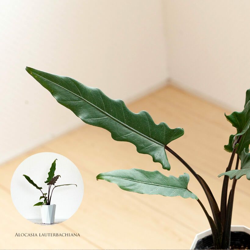 アロカシア・ラウテルバキアナ｜冬越しや水やりを記載した育て方付きe-花屋