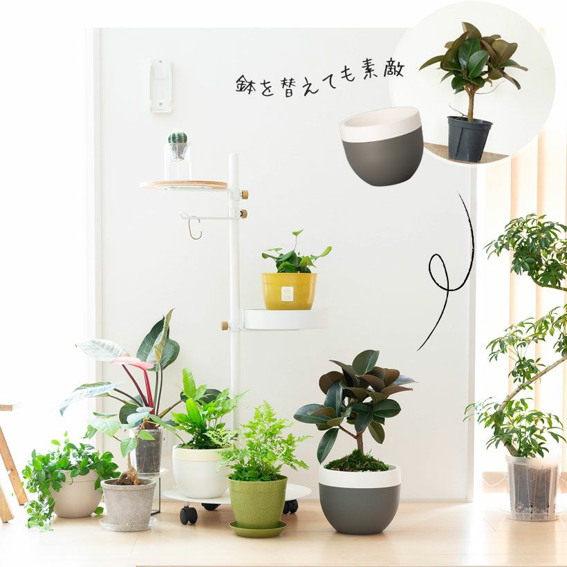 再入荷】【希少】フィカス アスペラ Sサイズ 観葉植物 calm cafe 再入荷】【希少】フィカス アスペラ Sサイズ 観葉植物 calm cafe