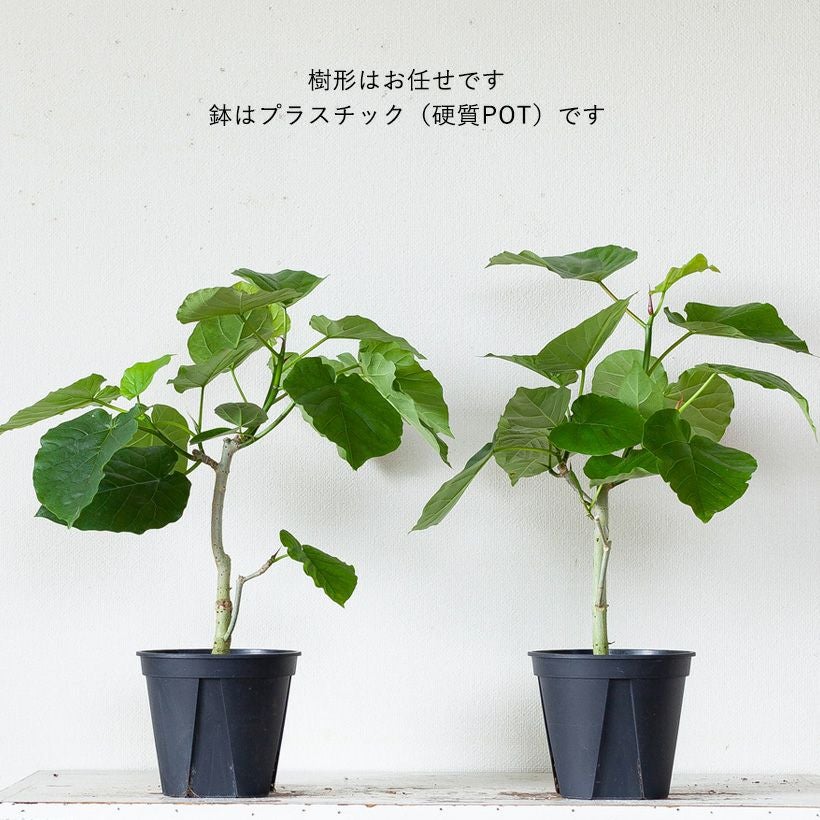 人気のハートリーフ！フィカス・ウンベラータ | [公式]e-花屋さん