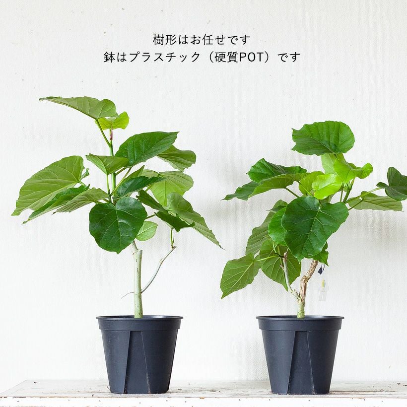 人気のハートリーフ！フィカス・ウンベラータ | [公式]e-花屋さん
